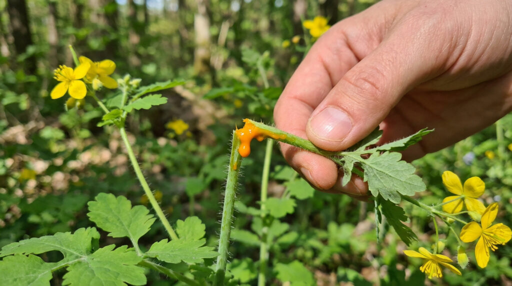 Main cassant une tige de chélidoine, d'où s'écoule une sève orangée. Fleurs jaunes et feuilles vertes en arrière-plan.