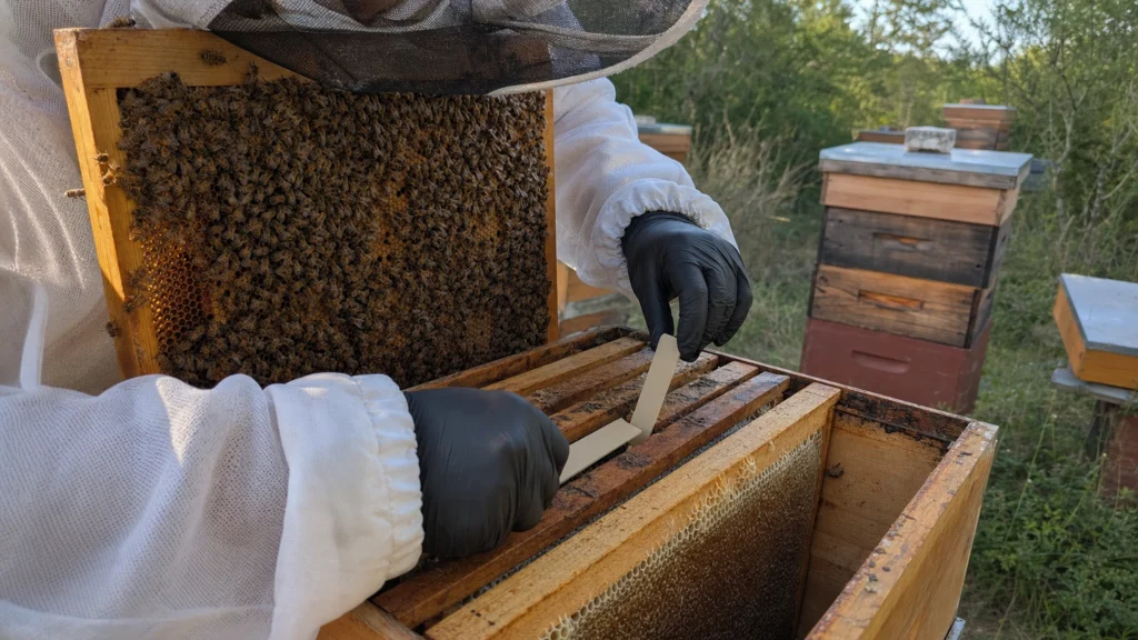 Apiculteur installant des lanières anti-varroa dans une ruche